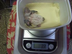 14days35grams.jpg