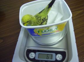 29days61grams.jpg