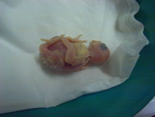 6days9grams.jpg