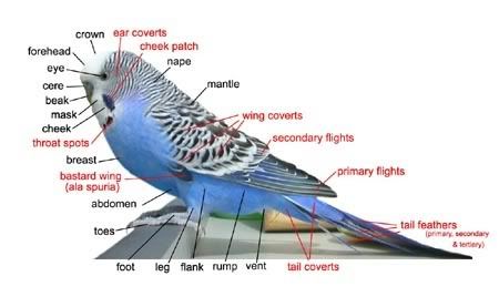 budgie