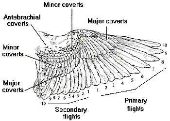 Wing Diagram