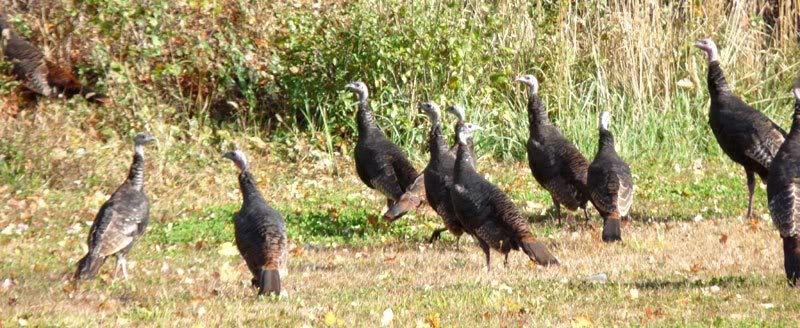 10-17-10HolbrookTurkeys.jpg