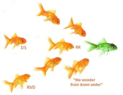 Goldfish-leaders_zpsu54gxkhm.jpg