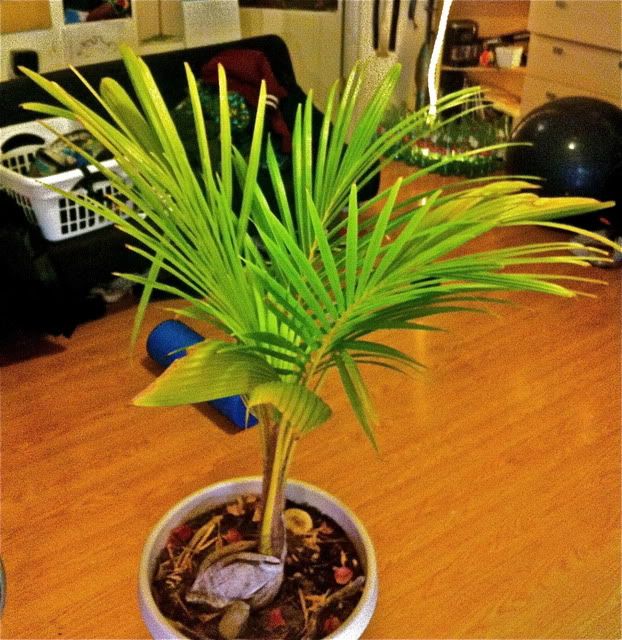 share your potted/indoor coconuts!