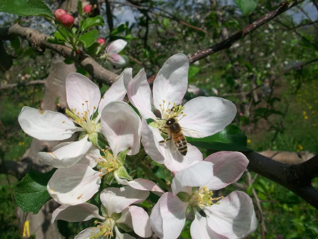 Apple Pollination 09