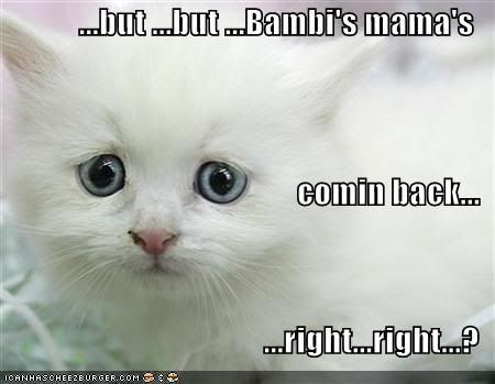 funny-pictures-sad-white-kitten-bam.jpg