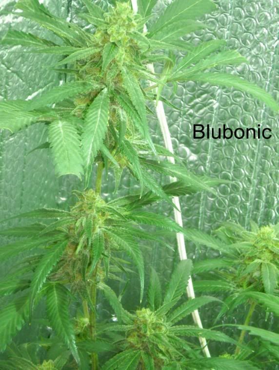 blubonic2.jpg