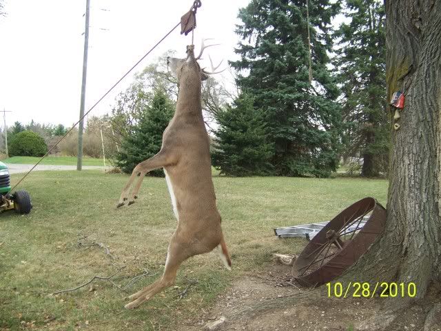 http://i273.photobucket.com/albums/jj238/blackhead57/deer-2.jpg Image