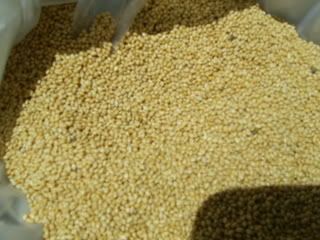 Millet_check.jpg